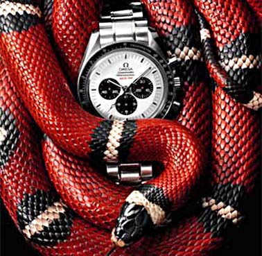 Snake with Omega Swiss watch