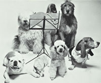 Dogs arranged around a music stand